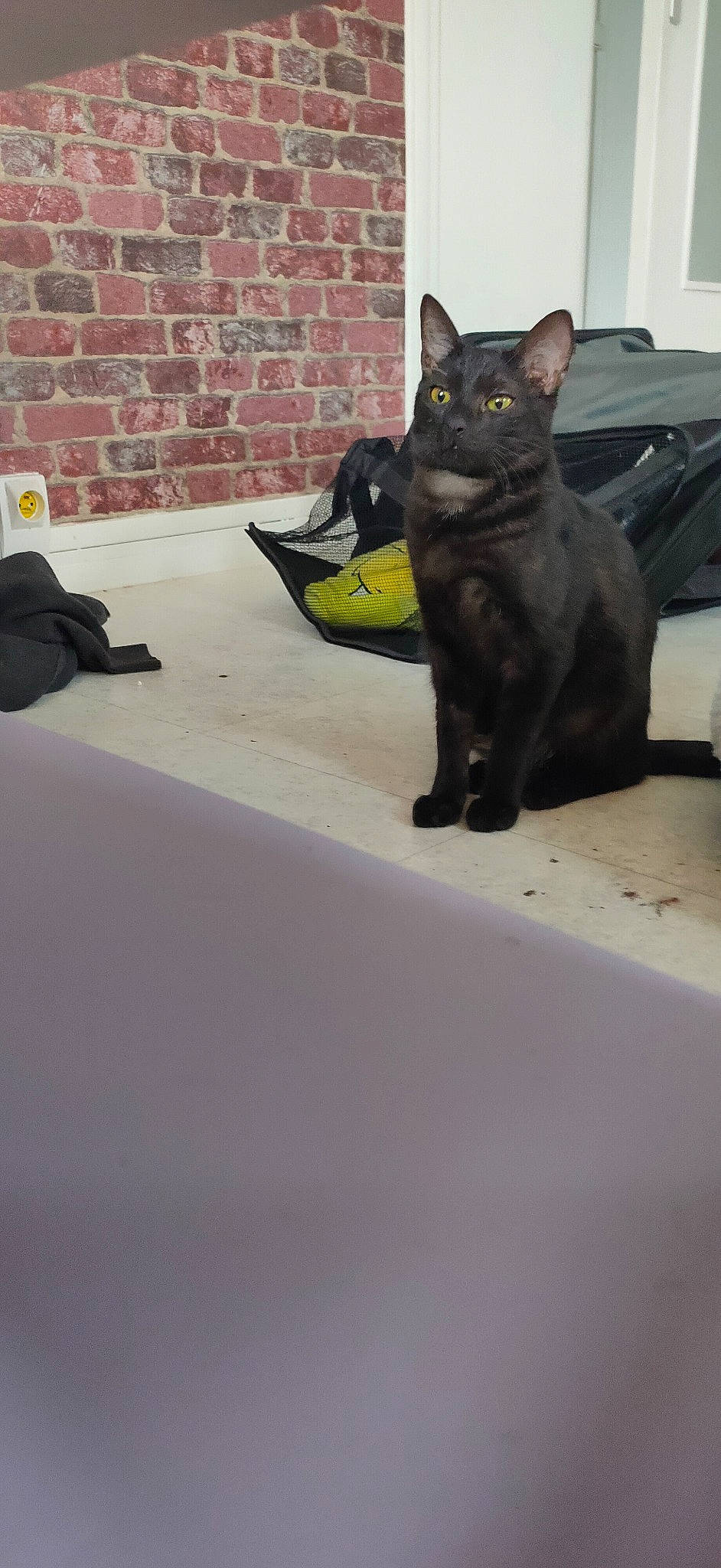 Salem a rejoint le concours — aidez-le/la à gagner de superbes lots ! automotive_exterior, black_cat, brick, brickwork, car, carnivore, cat, domestic_short_haired_cat, felidae, flooring, grey, mammal, road_surface, small_to_medium_sized_cats, snout, tail, terrestrial_animal, vertebrate, whiskers, window