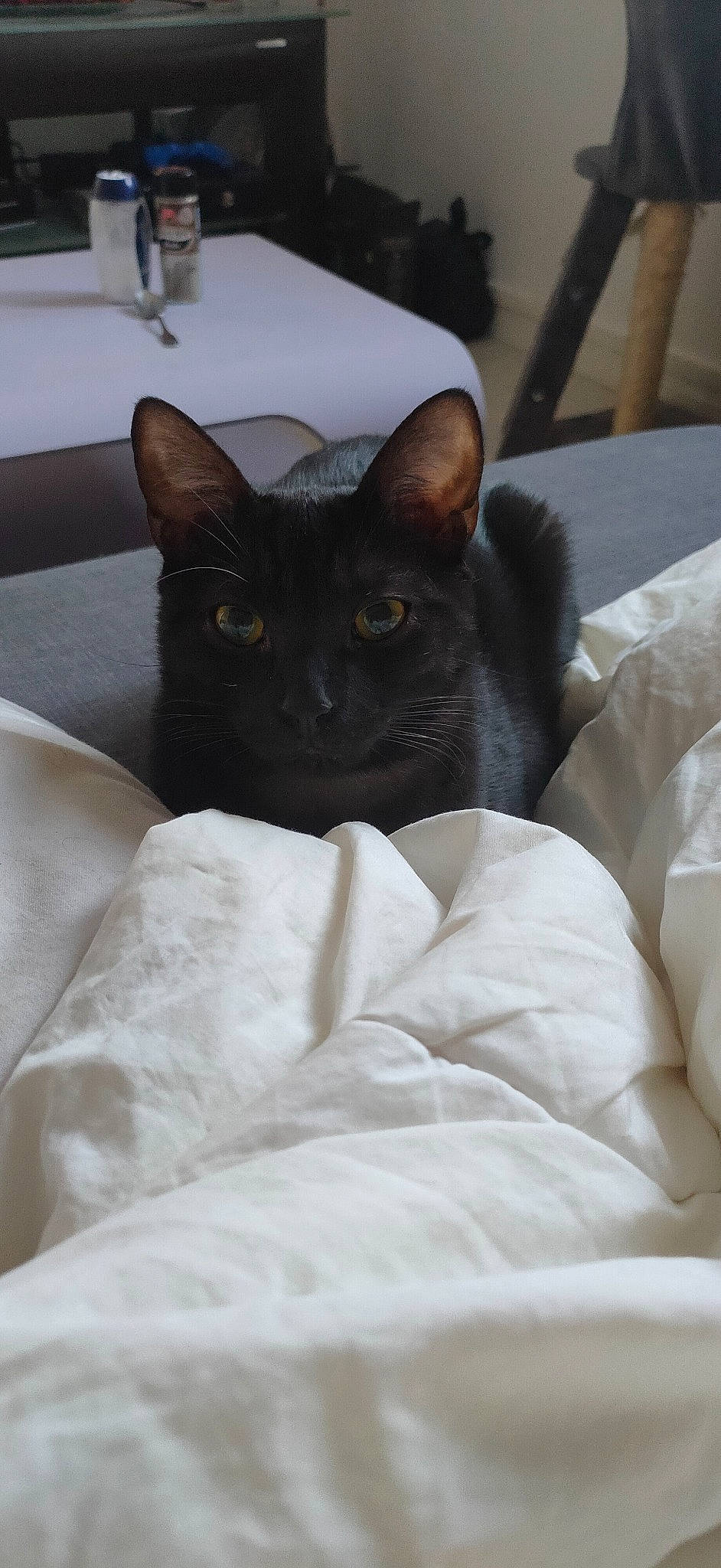 Salem participe au concours pour gagner de l'argent avec cette photo : bedding, black_cat, bombay, box, carnivore, cat, cat_supply, comfort, domestic_short_haired_cat, felidae, fur, grey, linens, room, small_to_medium_sized_cats, snout, tail, terrestrial_animal, whiskers