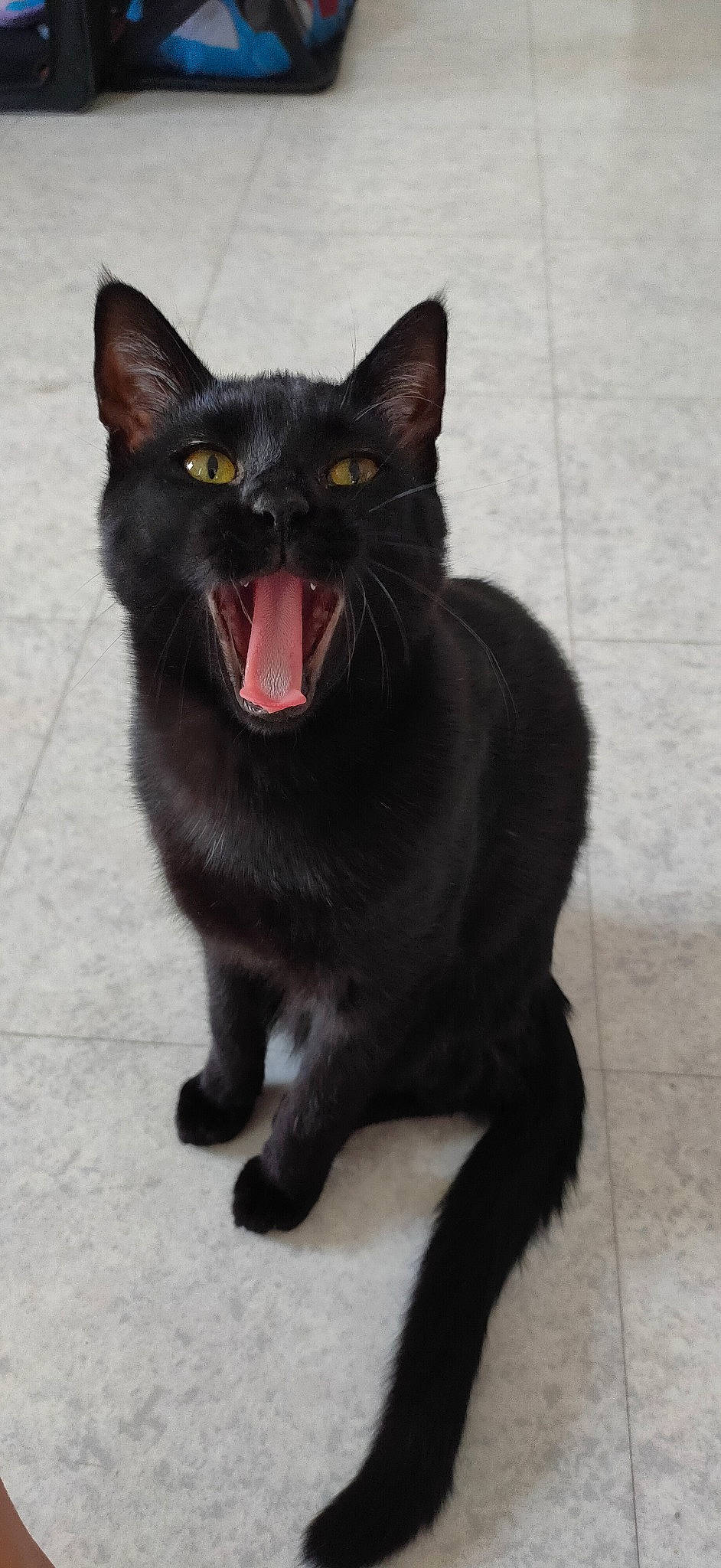 Salem a rejoint le concours — aidez-le/la à gagner de superbes lots ! black_cat, bombay, carnivore, cat, dog_breed, domestic_short_haired_cat, eye, fang, felidae, fur, human_body, jaw, roar, small_to_medium_sized_cats, snout, tail, terrestrial_animal, whiskers, window, yawn