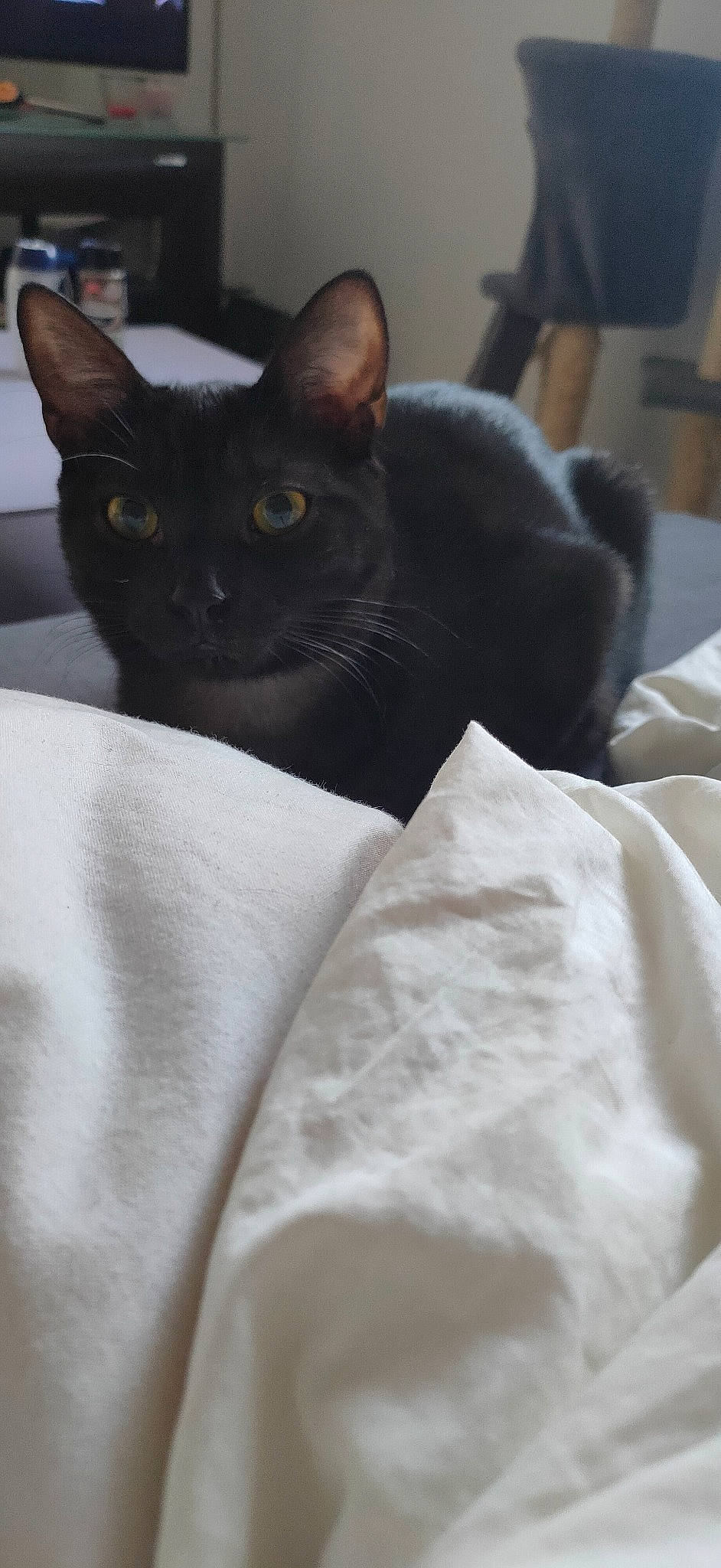 Salem participe au concours pour gagner de l'argent avec cette photo : bedding, black_cat, carnivore, cat, comfort, domestic_short_haired_cat, felidae, fur, grey, linens, small_to_medium_sized_cats, tail, terrestrial_animal, whiskers