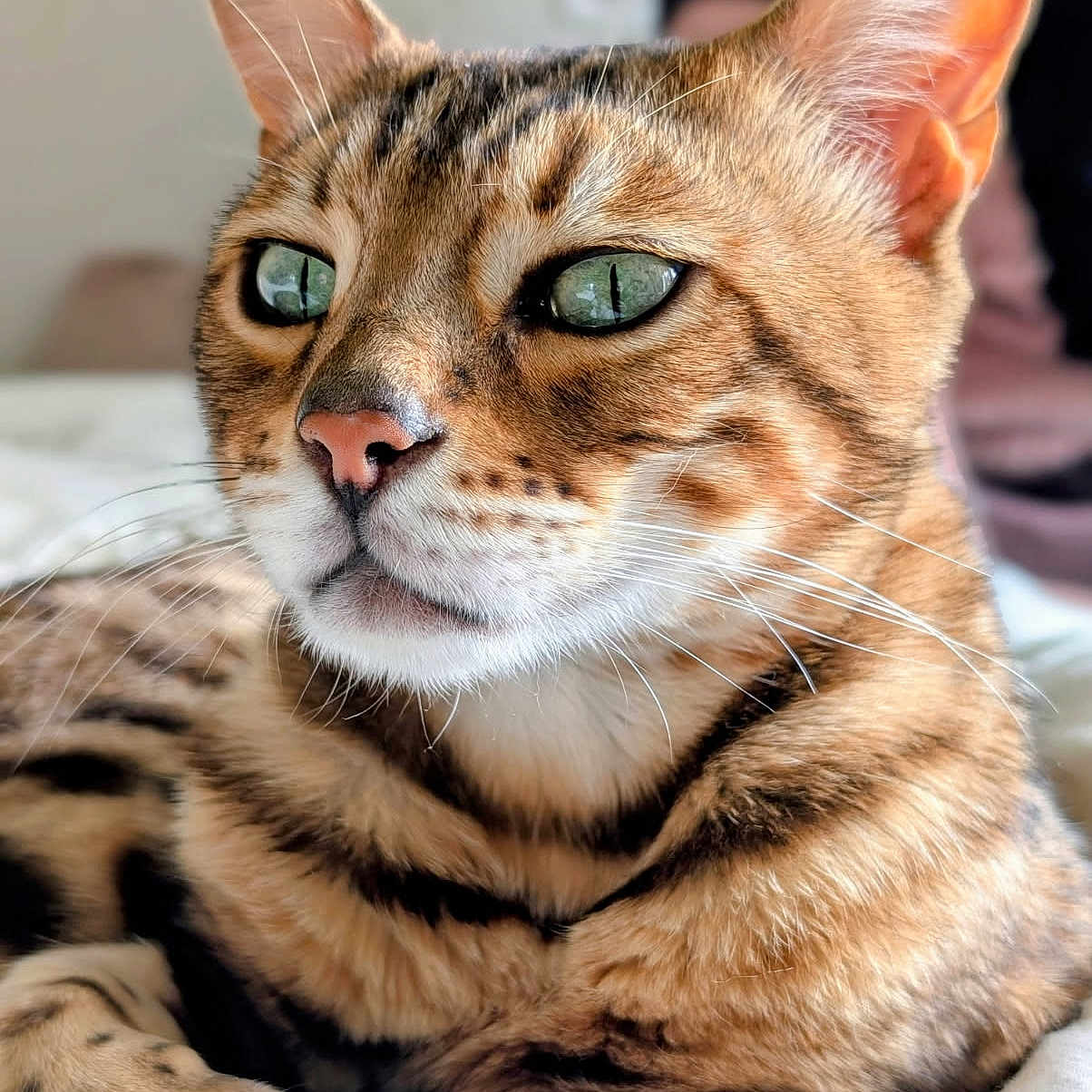 Sinnaraja participe au concours pour gagner de l'argent avec cette photo : animal, bengal_cat, cat, close_up, cute, domestic_cat, feline, focused, fur, green_eyes, indoor, lying_down, mammal, pet, portrait, relaxed, soft_light, spotted, striped, whiskers