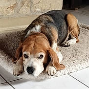 Bayron participe au concours pour gagner de l'argent avec cette photo : animal, beagle, black, brown, cozy, cute, dog, ears, floor, home, indoor, looking, lying_down, paw, pet, resting, rug, stone_wall, tile_floor, white