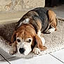 animal, beagle, black, brown, cozy, cute, dog, ears, floor, home, indoor, looking, lying_down, paw, pet, resting, rug, stone_wall, tile_floor, white