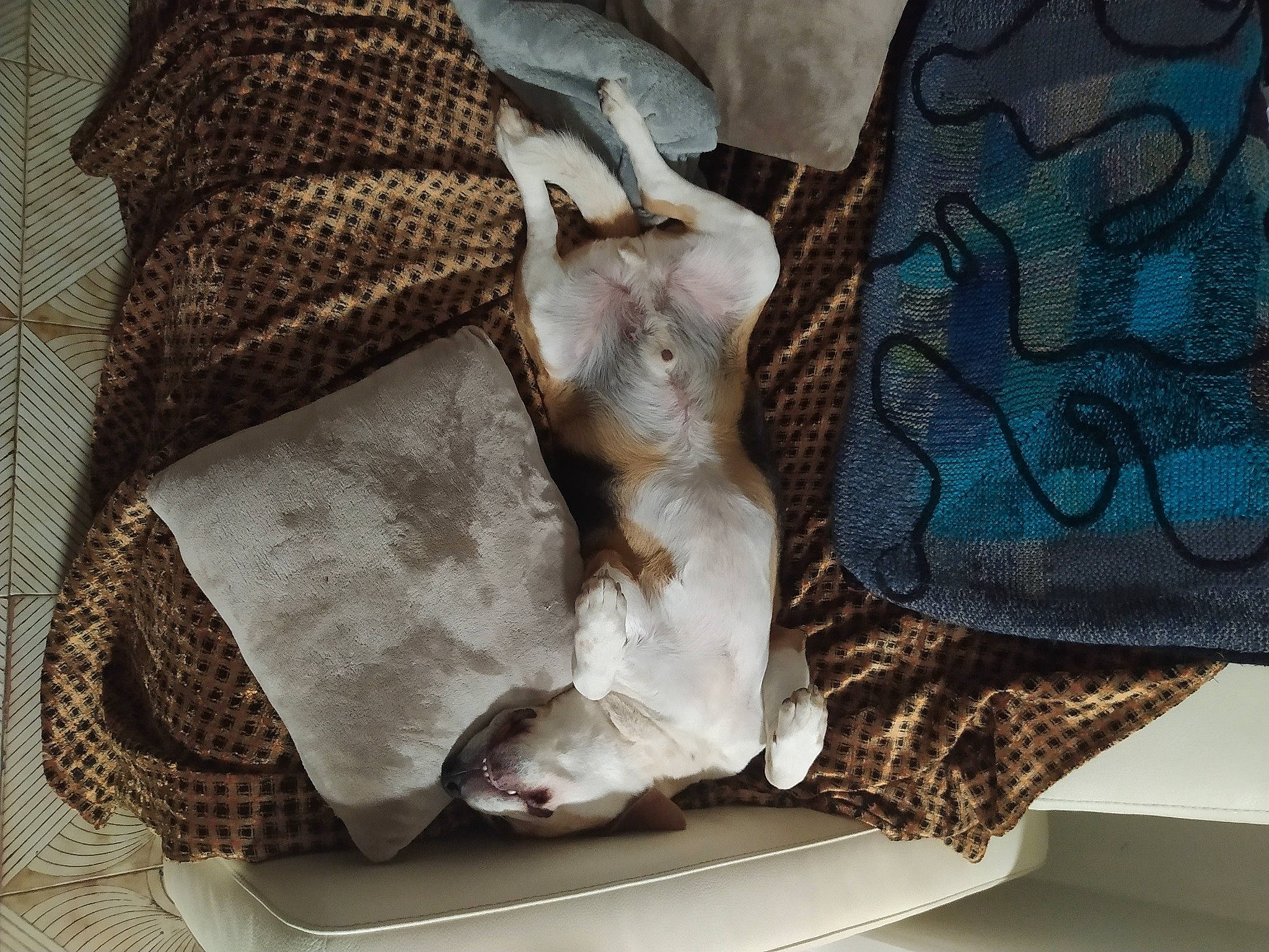 Bayron a rejoint le concours — aidez-le/la à gagner de superbes lots ! bag, bed_sheet, bedding, beige, collar, comfort, electric_blue, fashion_accessory, fawn, felidae, fur, grey, hide, linens, luggage_and_bags, pattern, sleeve, small_to_medium_sized_cats, textile, wood