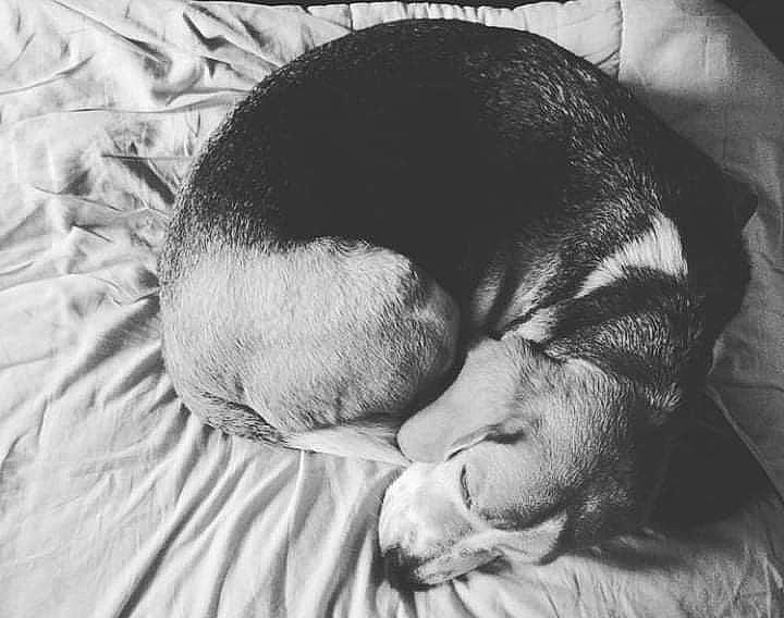 Bayron participe au concours pour gagner de l'argent avec cette photo : bedtime, carnivore, child, cloud, comfort, companion_dog, dog_breed, ear, eye, felidae, fur, gesture, grey, monochrome, monochrome_photography, nose, small_to_medium_sized_cats, snout, whiskers, wrinkle