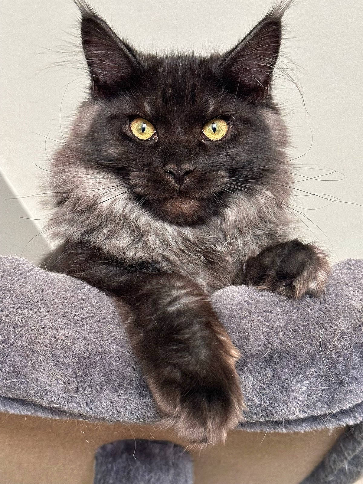 Urkan a rejoint le concours — aidez-le/la à gagner de superbes lots ! black_cat, bombay, carnivore, cat, claw, domestic_short_haired_cat, eye, felidae, fur, grey, paw, small_to_medium_sized_cats, snout, tail, terrestrial_animal, whiskers