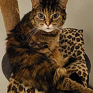 Nenette a rejoint le concours — aidez-le/la à gagner de superbes lots ! abyssinian, animal, brasssection, cat, couch, cushion, egyptiancat, face, furniture, head, homedecor, horn, kitten, manx, ocelot, panther, person, pet, photography, portrait