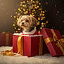 blurred_background, celebration, christmas, cozy, cute, decorations, dog, festive, fur, gift_box, gold, holiday, indoor, lights, pet, present, red, ribbon, soft, warm