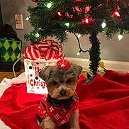 Phoebe joined the competition — help win amazing prizes! dog, christmas_tree, christmas_lights, christmas_decoration, gift_box, red_bow, dog_clothing, holiday, festive, indoor, tree_skirt, wooden_floor, decorations, small_dog, cute, pet, holiday_season, red, white, green