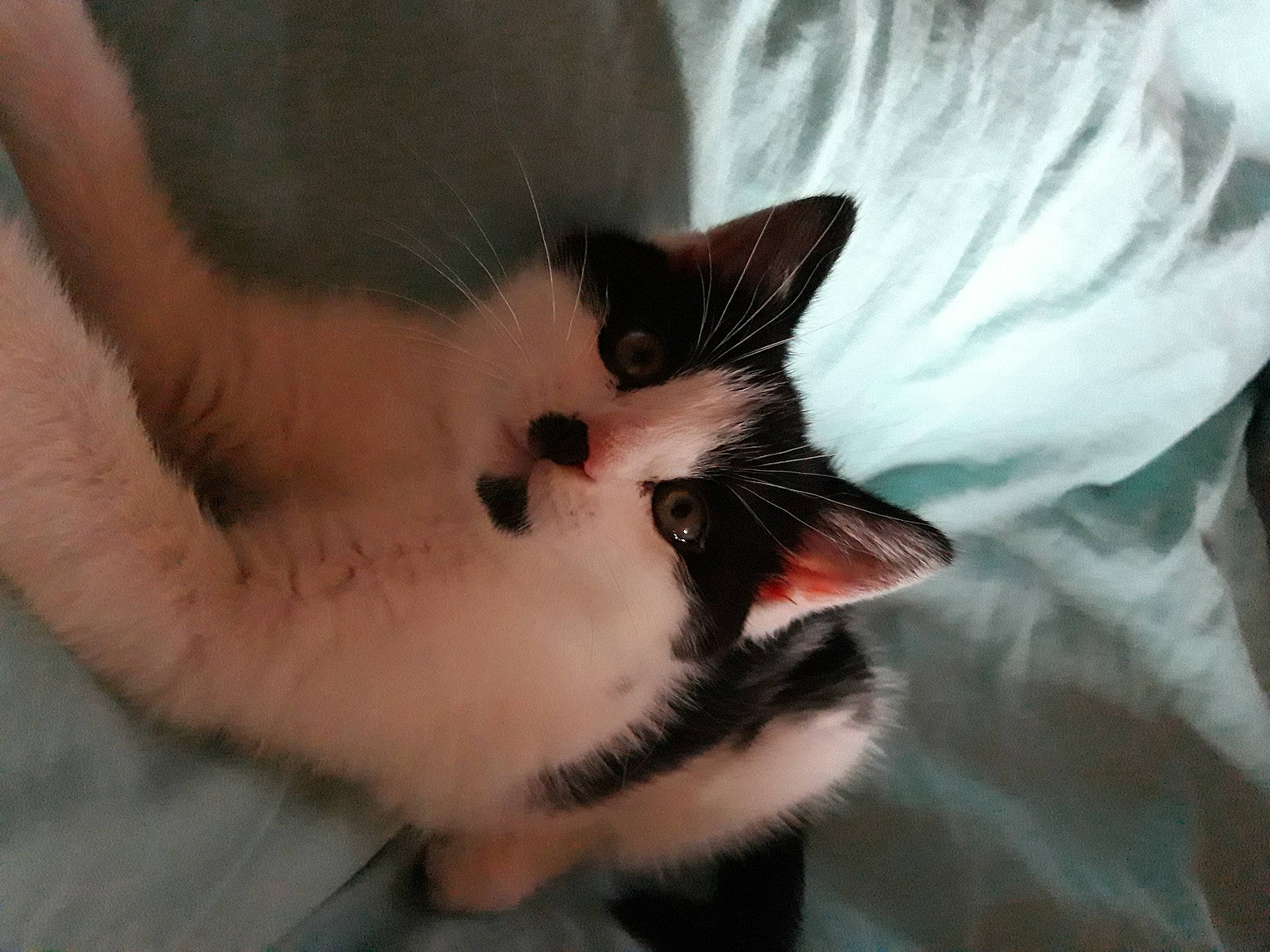 Domino a rejoint le concours — aidez-le/la à gagner de superbes lots ! canidae, carnivore, cat, claw, comfort, domestic_short_haired_cat, ear, eyelash, fang, fawn, felidae, foot, fur, paw, small_to_medium_sized_cats, snout, tail, terrestrial_animal, whiskers, window