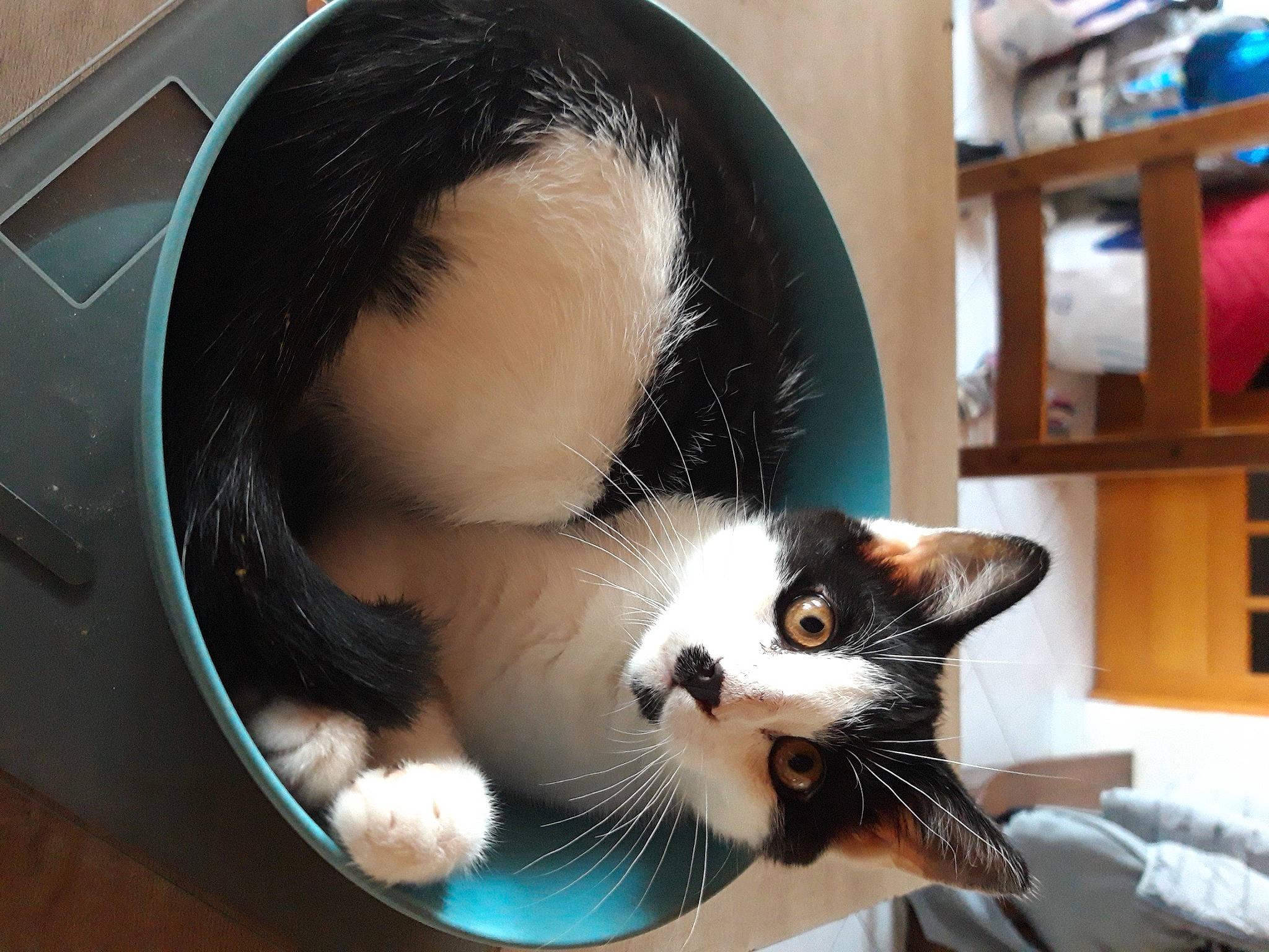 Domino participe au concours pour gagner de l'argent avec cette photo : animal_shelter, carnivore, cat, cat_supply, circle, comfort, domestic_short_haired_cat, eyelash, felidae, fur, mammal, pet_supply, room, shelf, small_to_medium_sized_cats, snout, tail, vertebrate, whiskers, window