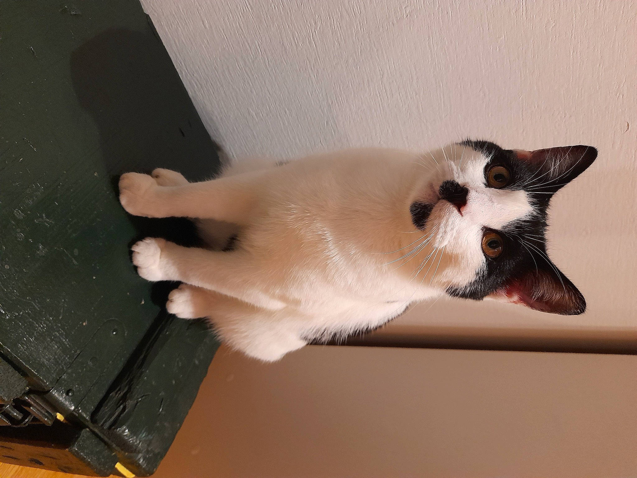 Domino a rejoint le concours — aidez-le/la à gagner de superbes lots ! balinese, birman, carnivore, cat, claw, domestic_short_haired_cat, fang, fawn, felidae, flooring, fur, gesture, paw, siamese, small_to_medium_sized_cats, snout, tail, thai, whiskers