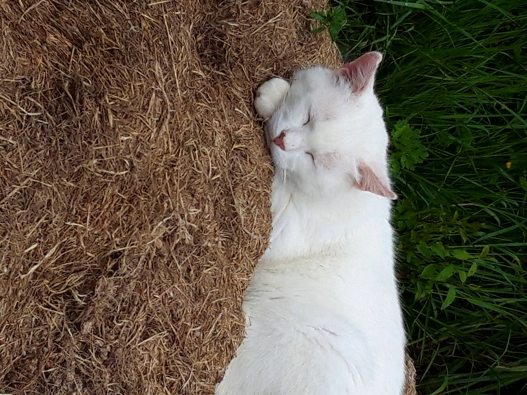 Jumanji participe au concours pour gagner de l'argent avec cette photo : canidae, carnivore, cat, domestic_short_haired_cat, fawn, felidae, foot, fur, grass, human_leg, leg, paw, plant, sitting, small_to_medium_sized_cats, snout, tail, terrestrial_animal, whiskers, wildlife