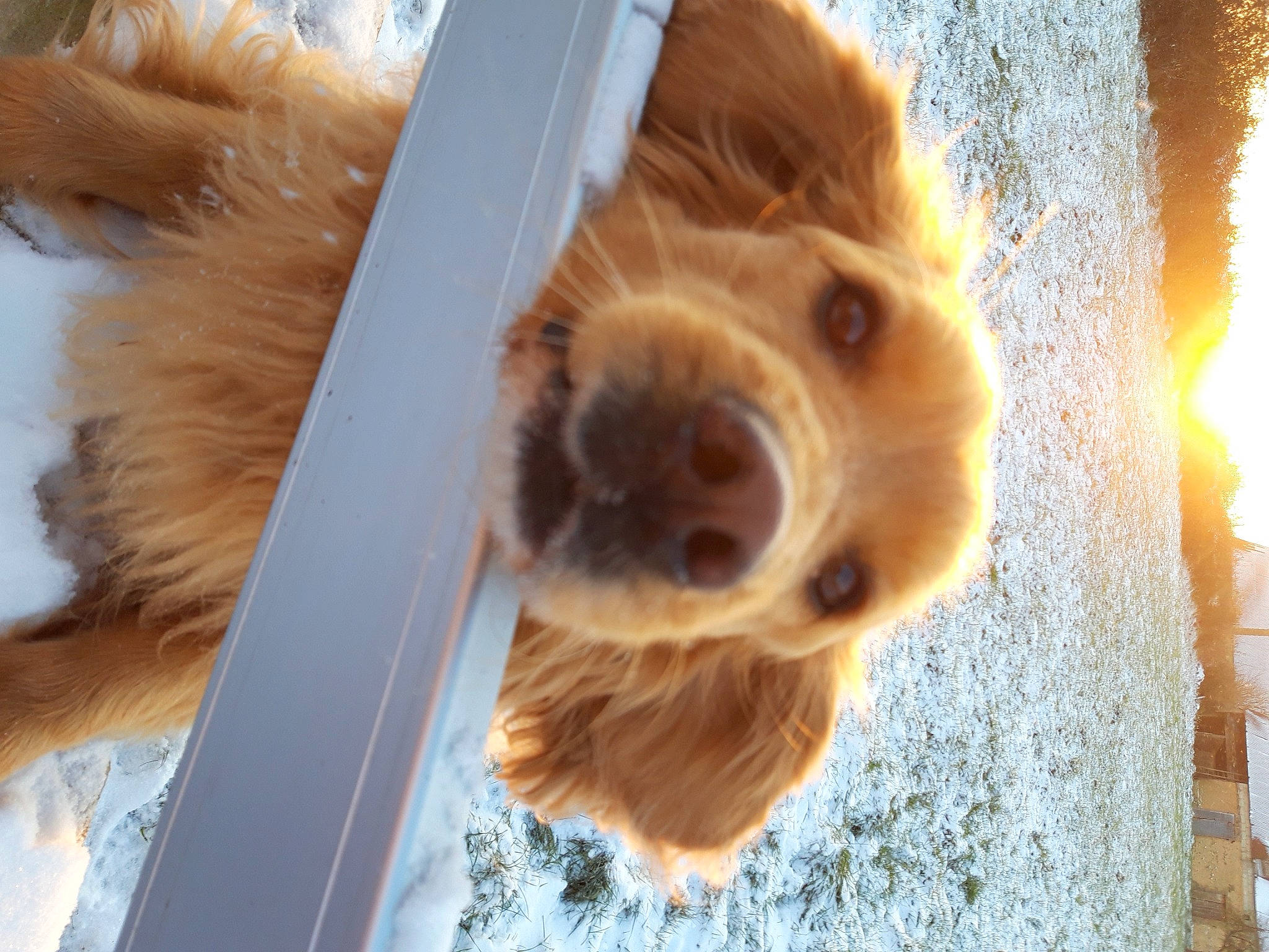 Alvin a rejoint le concours — aidez-le/la à gagner de superbes lots ! canidae, carnivore, companion_dog, dog, dog_breed, eye, fawn, fur, hair, liver, natural_material, pet_supply, receipt, snout, sporting_group, tree, trunk, wood, working_animal