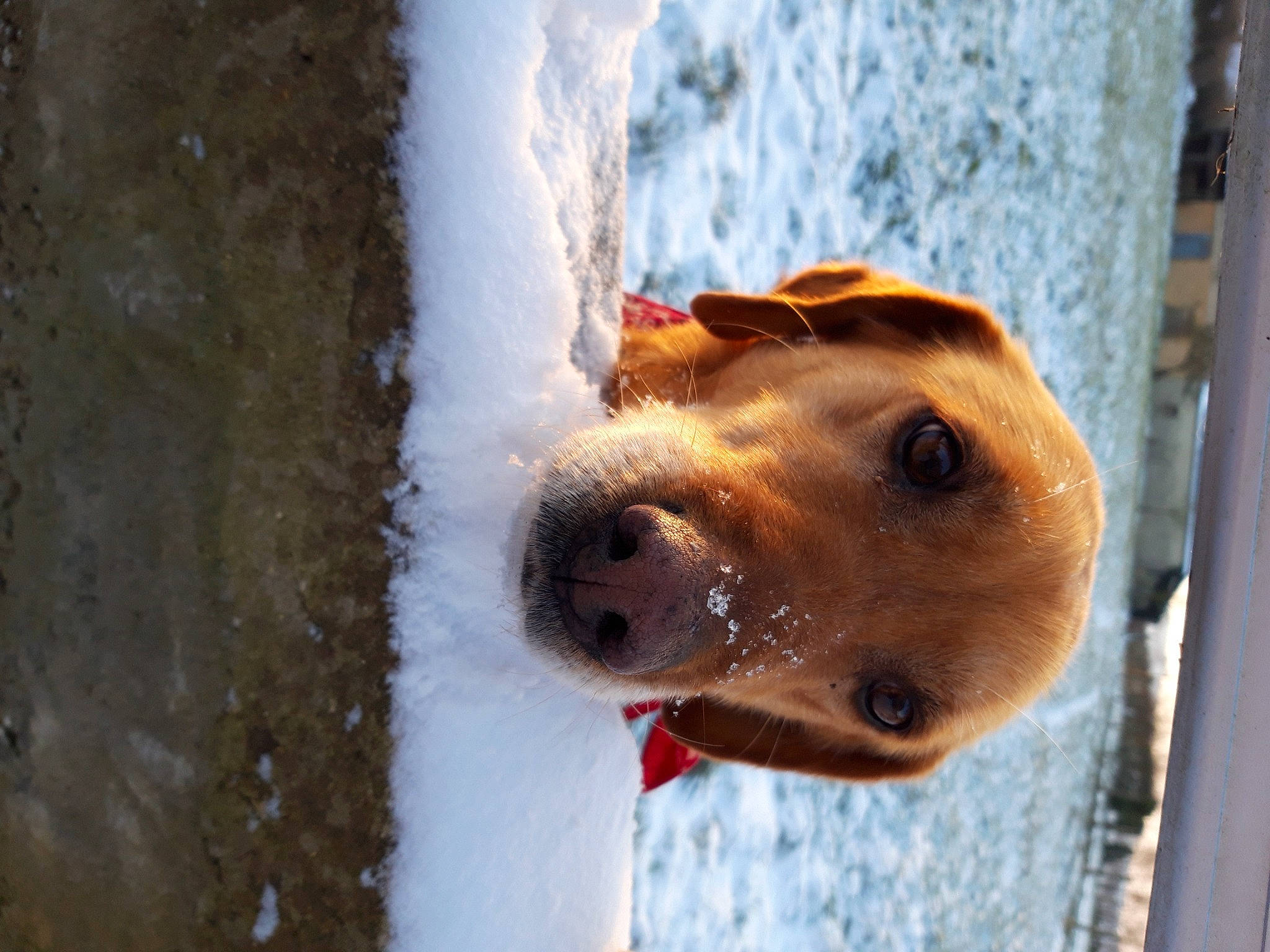 Douchka participe au concours pour gagner de l'argent avec cette photo : canidae, carnivore, collar, companion_dog, dog, dog_breed, dog_supply, fawn, fence, foam, freezing, fur, liver, pet_supply, snout, snow, sporting_group, whiskers, winter, working_animal