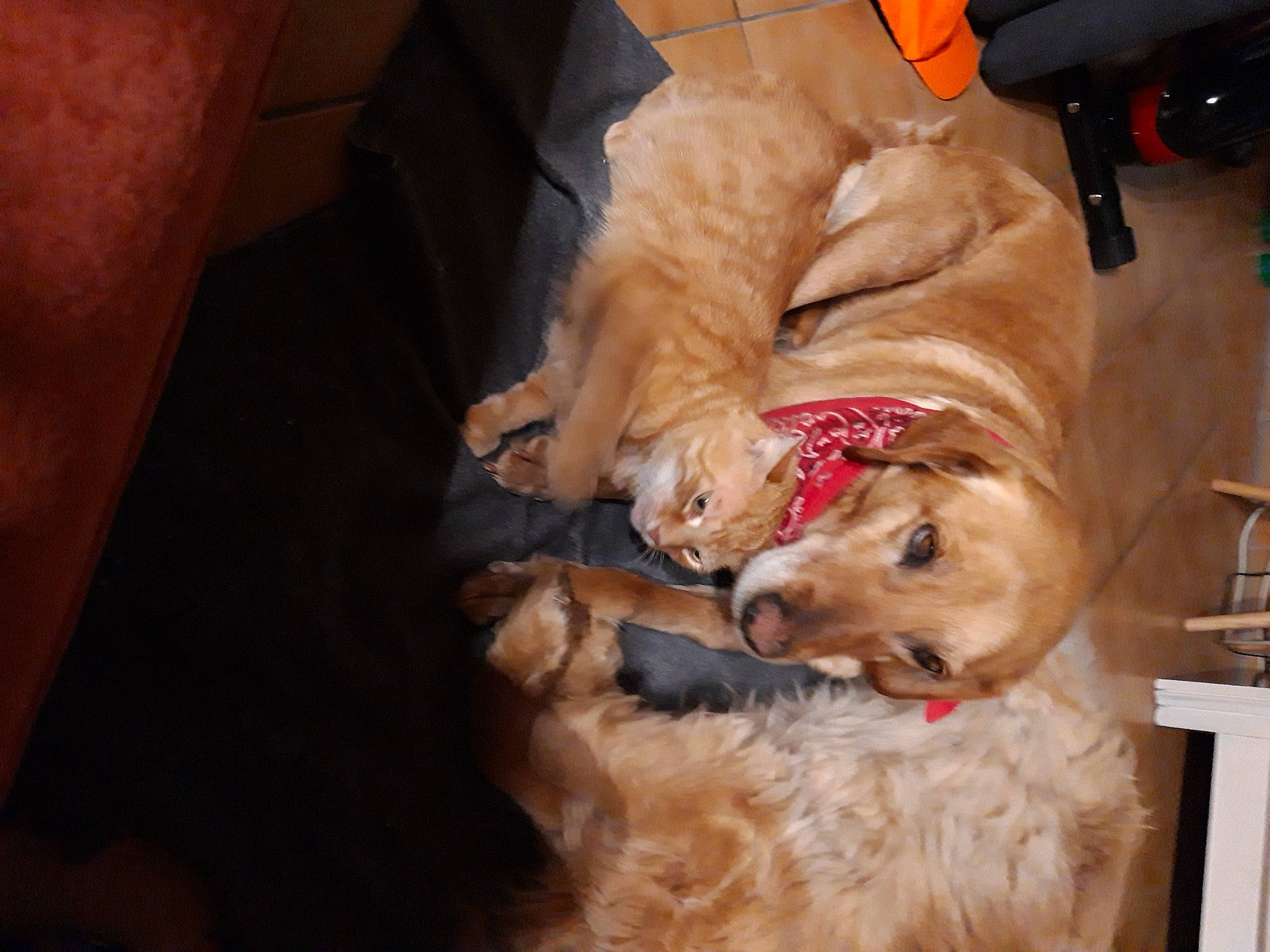 Douchka participe au concours pour gagner de l'argent avec cette photo : canidae, carnivore, comfort, companion_dog, dog, dog_breed, dog_collar, dog_supply, fawn, floor, flooring, fur, hardwood, liver, non_sporting_group, pet_supply, sporting_group, wood, working_animal