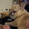 Charlie Girl Meier is registered to the contest to win money with this photo: dog, french_bulldog, pet, close_up, indoor, table, wine_glass, person, hand, brick_fireplace, curtains, living_room, face, ear, fur, resting, expression, shadow, furniture, relaxation