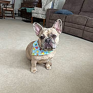 Charlie Girl Meier is registered to the contest to win money with this photo: dog, french_bulldog, bandana, carpet, living_room, couch, armchair, wooden_furniture, pet, indoor, cute, animal, sitting, floor, home, cozy, decor, canine, companion, portrait