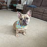 dog, french_bulldog, bandana, carpet, living_room, couch, armchair, wooden_furniture, pet, indoor, cute, animal, sitting, floor, home, cozy, decor, canine, companion, portrait
