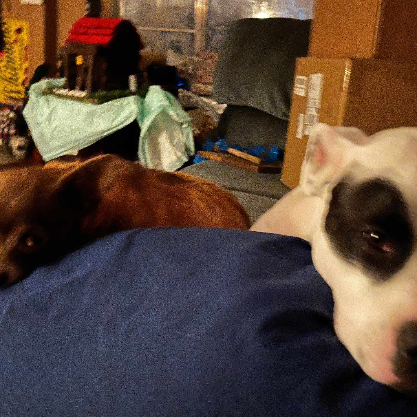 Sam N Dawson joined the competition — help win amazing prizes! accessories, animal, bag, bed, bedroom, box, bulldog, canine, cardboard, carton, couch, dog, furniture, handbag, hound, indoors, person, pet, puppy, room