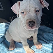 Pixie is registered to the contest to win money with this photo: puppy, dog, white, cute, pet, animal, fur, ears, nose, paws, blanket, indoor, portrait, young, canine, sitting, soft, sunlight, closeup, adorable