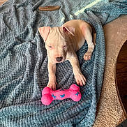 Pixie joined the competition — help win amazing prizes! animal, blanket, blue, carpet, cute, dog, ears, furniture, indoor, nose, paw, pet, pink, playful, puppy, relaxing, resting, sleepy, toy, young_dog