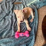 puppy, dog, blanket, toy, pink, blue, indoor, carpet, paw, cute, sleepy, resting, pet, animal, furniture, relaxing, young_dog, playful, nose, ears