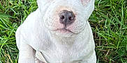 Pixie is registered to the contest to win money with this photo: adorable, animal, closeup, cute, dog, ears, fur, grass, mammal, nature, nose, outdoor, paw, pet, playful, puppy, sitting, white, young, young_animal