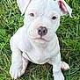 Pixie is registered to the contest to win money with this photo: puppy, dog, white, grass, outdoor, cute, pet, animal, young, sitting, fur, ears, nose, paw, nature, closeup, adorable, mammal, young_animal, playful