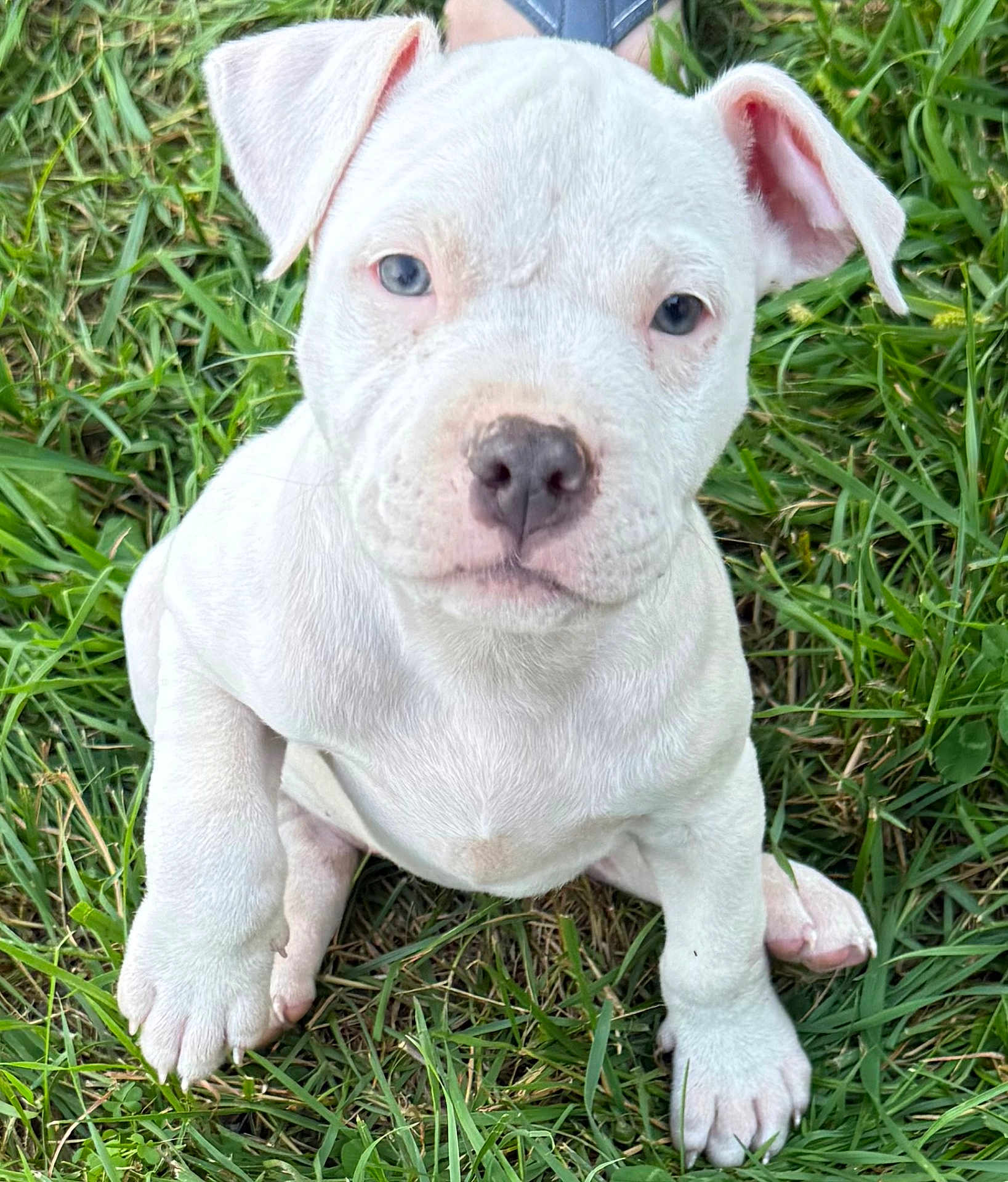 Pixie is registered to the contest to win money with this photo: puppy, dog, white, grass, outdoor, cute, pet, animal, young, sitting, fur, ears, nose, paw, nature, closeup, adorable, mammal, young_animal, playful