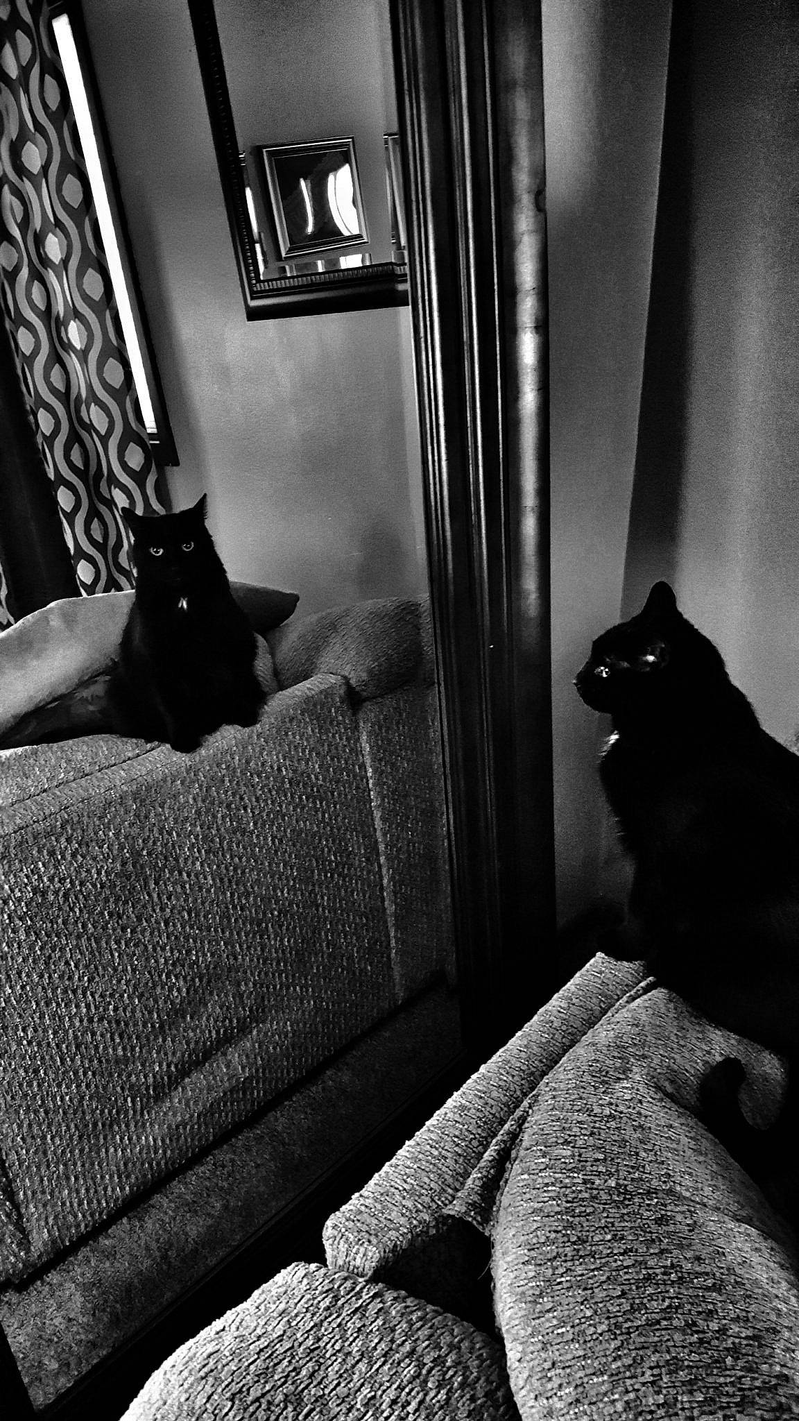 Rocky is registered to the contest to win money with this photo: black, black_and_white, black_cat, canidae, carnivore, cat, comfort, felidae, floor, flooring, furniture, house, interior_design, leg, monochrome, monochrome_photography, room, small_to_medium_sized_cats, whiskers, window