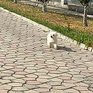 Loki a rejoint le concours — aidez-le/la à gagner de superbes lots ! dog, white_dog, outdoor, pathway, pavement, grass, trees, fence, sunny, daylight, small_dog, walking, nature, pets, canine, sidewalk, shadows, greenery, urban, leisure