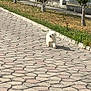 dog, white_dog, outdoor, pathway, pavement, grass, trees, fence, sunny, daylight, small_dog, walking, nature, pets, canine, sidewalk, shadows, greenery, urban, leisure