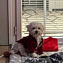 dog, white_dog, puppy, pet, clothing, hoodie, indoor, blanket, toy, mat, glass_door, blinds, floor, cozy, sitting, fur, cute, looking, home, comfort
