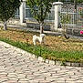 Loki a rejoint le concours — aidez-le/la à gagner de superbes lots ! dog, small_dog, white_dog, grass, dry_grass, green_grass, tree, leafy_tree, flower, pavement, stone_pavement, sidewalk, garden, fence, metal_fence, outdoor, daylight, pet, animal, nature