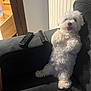 Loki participe au concours pour gagner de l'argent avec cette photo : dog, white_dog, fluffy, sofa, remote_control, indoor, stairs, radiator, towel, pet, happy, relaxed, tongue_out, furniture, living_room, cute, companion, animal, domestic, household
