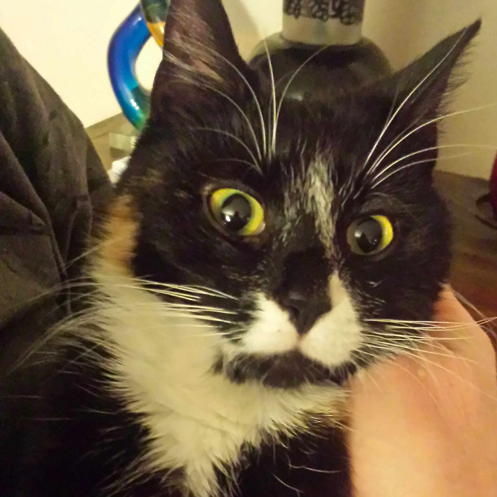 Suki