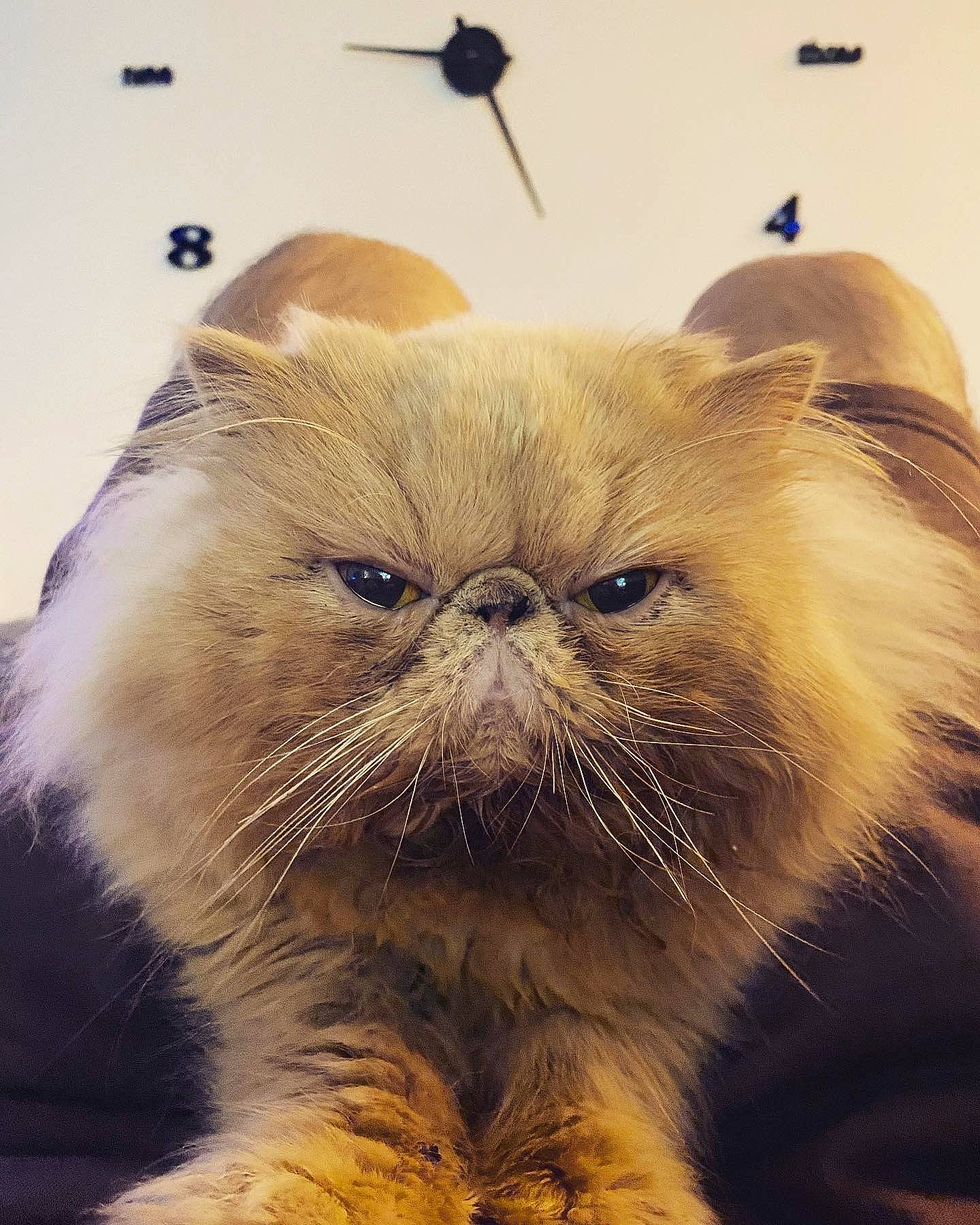 Nouba a rejoint le concours — aidez-le/la à gagner de superbes lots ! carnivore, cat, eye, facial_hair, fawn, felidae, fur, hair, head, sky, small_to_medium_sized_cats, snout, terrestrial_animal, whiskers, wildlife