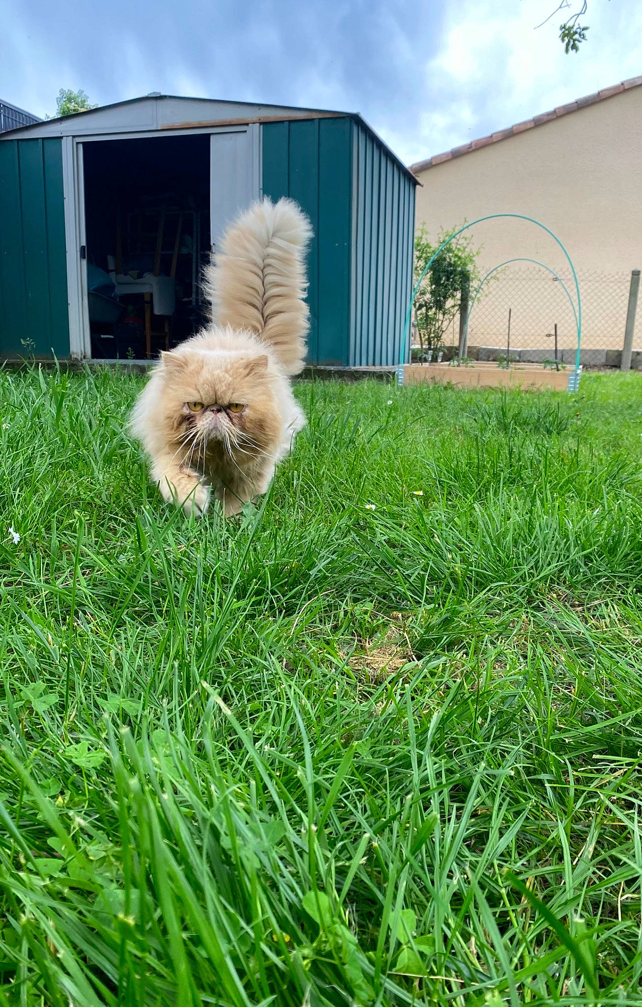 Nouba a rejoint le concours — aidez-le/la à gagner de superbes lots ! canidae, carnivore, cloud, companion_dog, dog, dog_breed, fawn, fur, german_spitz, german_spitz_klein, grass, grassland, house, lawn, plant, sky, spitz, sporting_group, tail, toy_dog