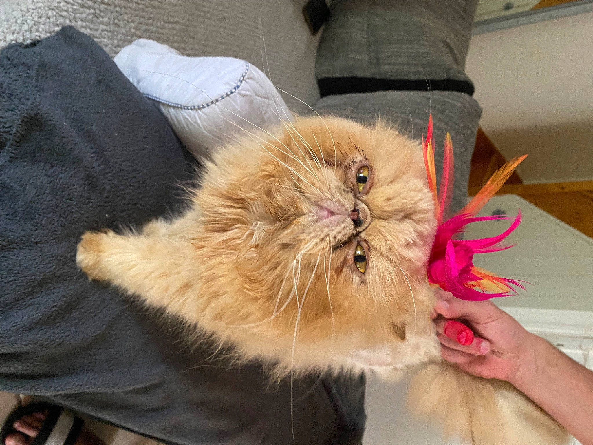 Nouba a rejoint le concours — aidez-le/la à gagner de superbes lots ! canidae, carnivore, cat, claw, comfort, companion_dog, dog_breed, fawn, felidae, flooring, fur, hardwood, paw, small_to_medium_sized_cats, snout, sporting_group, whiskers