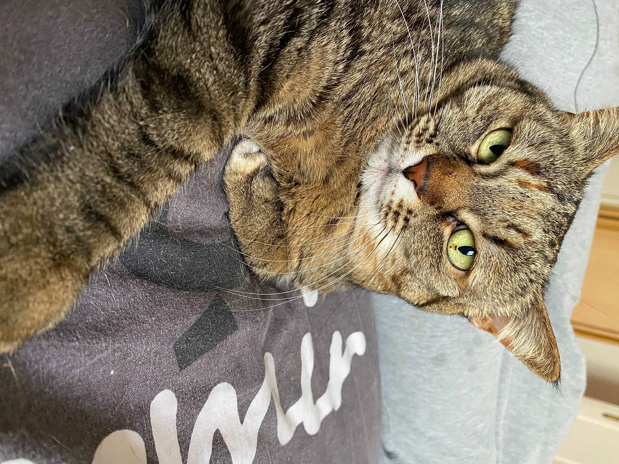 Alia participe au concours pour gagner de l'argent avec cette photo : carnivore, cat, claw, domestic_short_haired_cat, eye, felidae, fur, paw, small_to_medium_sized_cats, snout, terrestrial_animal, whiskers