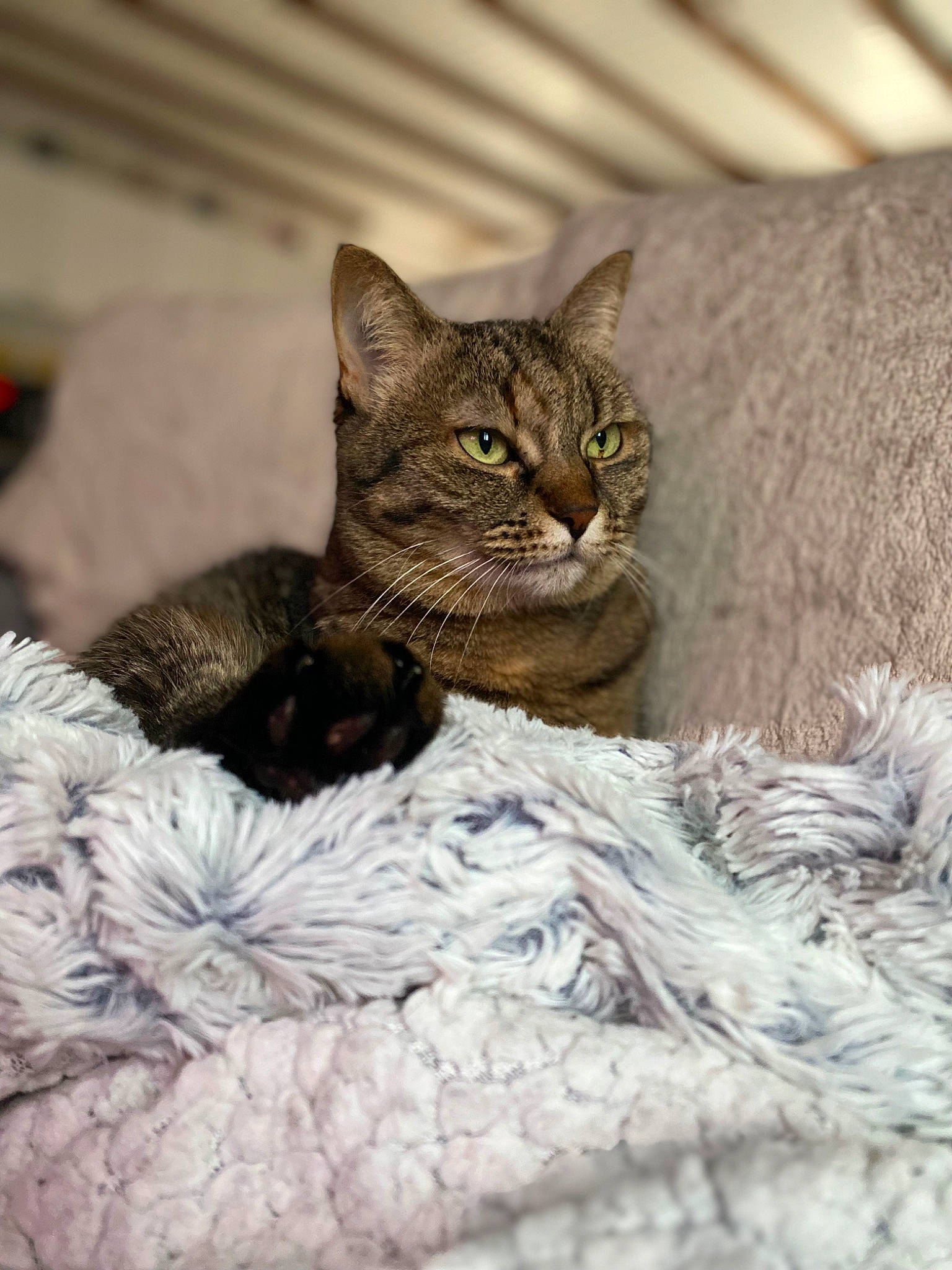 Alia participe au concours pour gagner de l'argent avec cette photo : bobcat, carnivore, cat, cat_bed, claw, comfort, domestic_short_haired_cat, felidae, fur, linens, lynx, ocelot, paw, small_to_medium_sized_cats, snout, tail, terrestrial_animal, tree, whiskers, wildlife