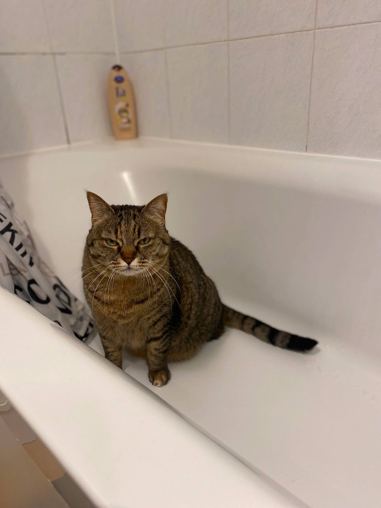 Alia participe au concours pour gagner de l'argent avec cette photo : bathroom, bathtub, carnivore, cat, comfort, domestic_short_haired_cat, felidae, flooring, fluid, fur, plumbing, plumbing_fixture, small_to_medium_sized_cats, tail, tile, whiskers, window