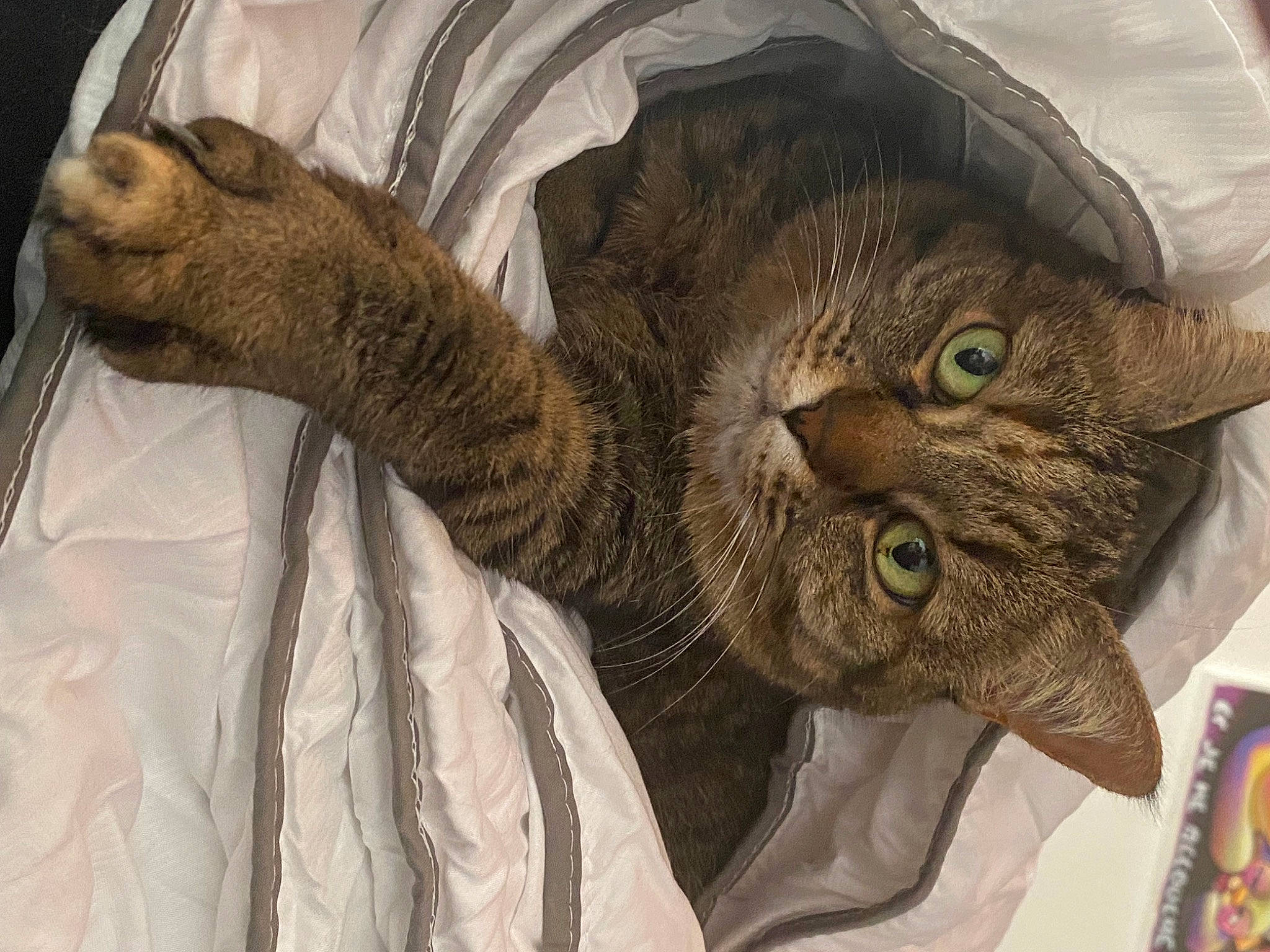Alia a rejoint le concours — aidez-le/la à gagner de superbes lots ! carnivore, cat, claw, comfort, domestic_short_haired_cat, ear, felidae, fur, paw, small_to_medium_sized_cats, terrestrial_animal, whiskers
