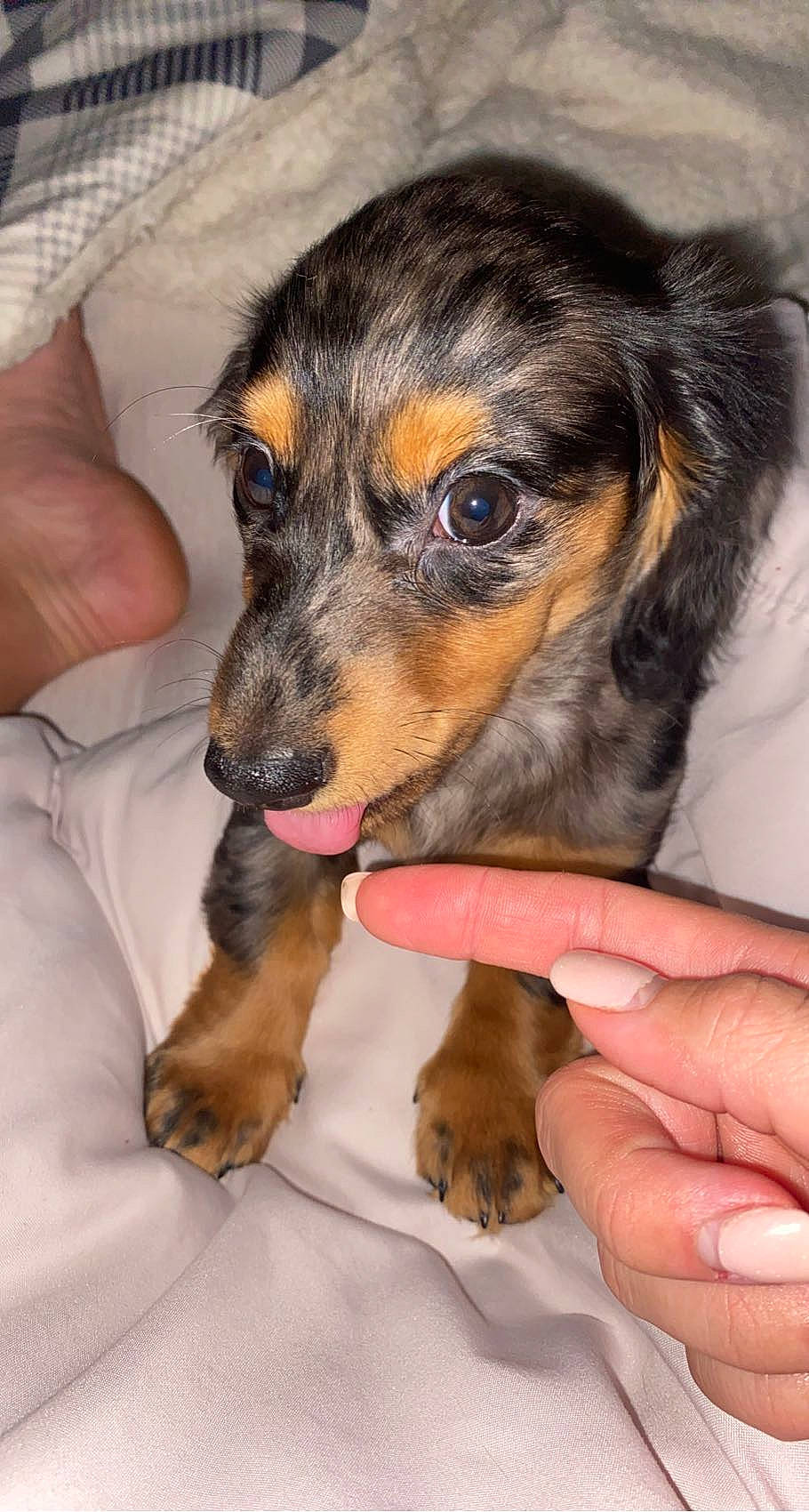 Kimber is registered to the contest to win money with this photo: canidae, carnivore, comfort, companion_dog, dog, dog_breed, ear, fawn, fur, liver, nail, paw, puppy, snout, sporting_group, toy_dog, whiskers, working_animal, working_dog, wrist