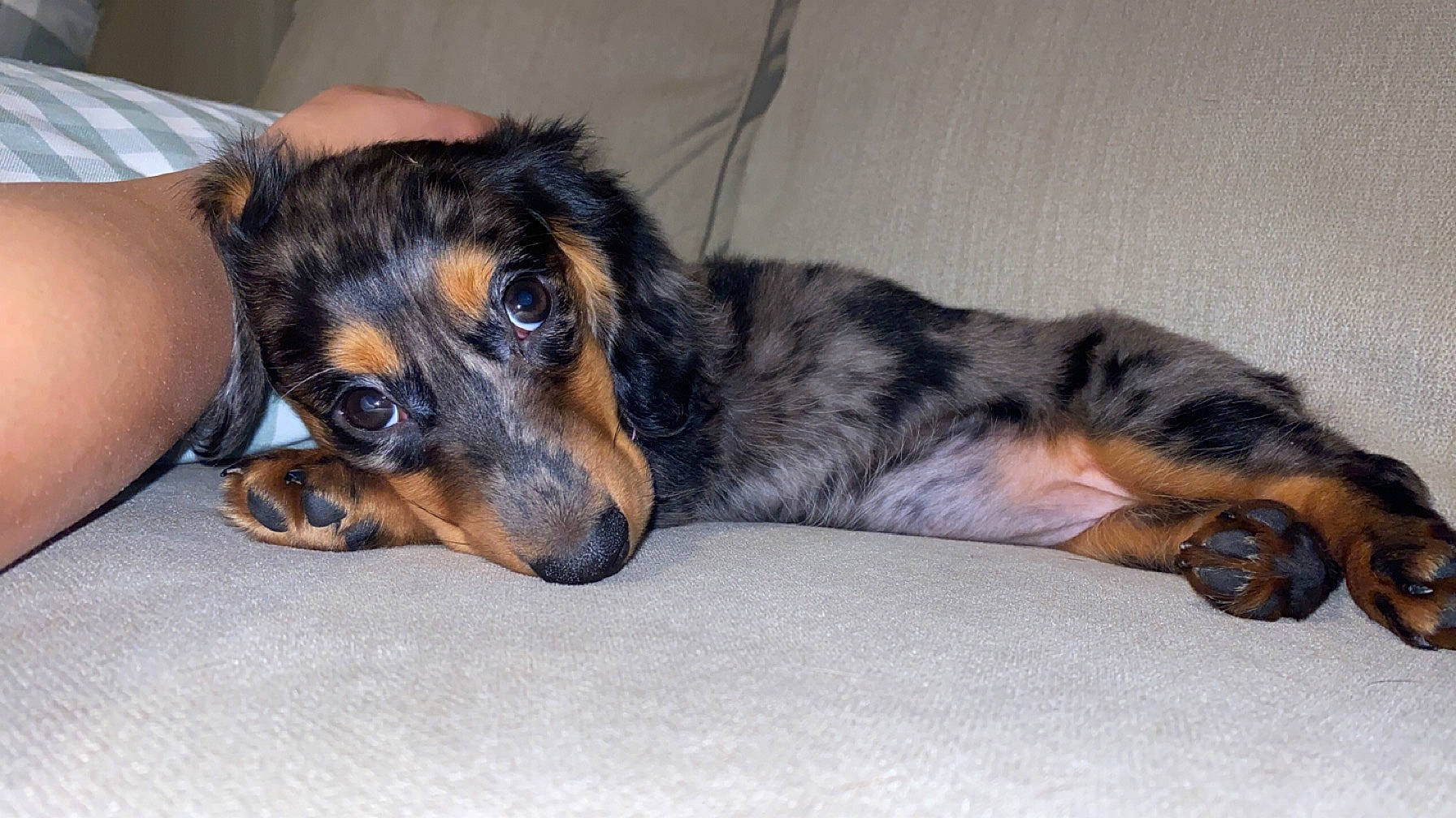 Kimber is registered to the contest to win money with this photo: canidae, carnivore, chair, comfort, companion_dog, couch, dog, dog_breed, ear, fur, paw, puppy, sleep, snout, sporting_group, terrestrial_animal, whiskers, working_dog