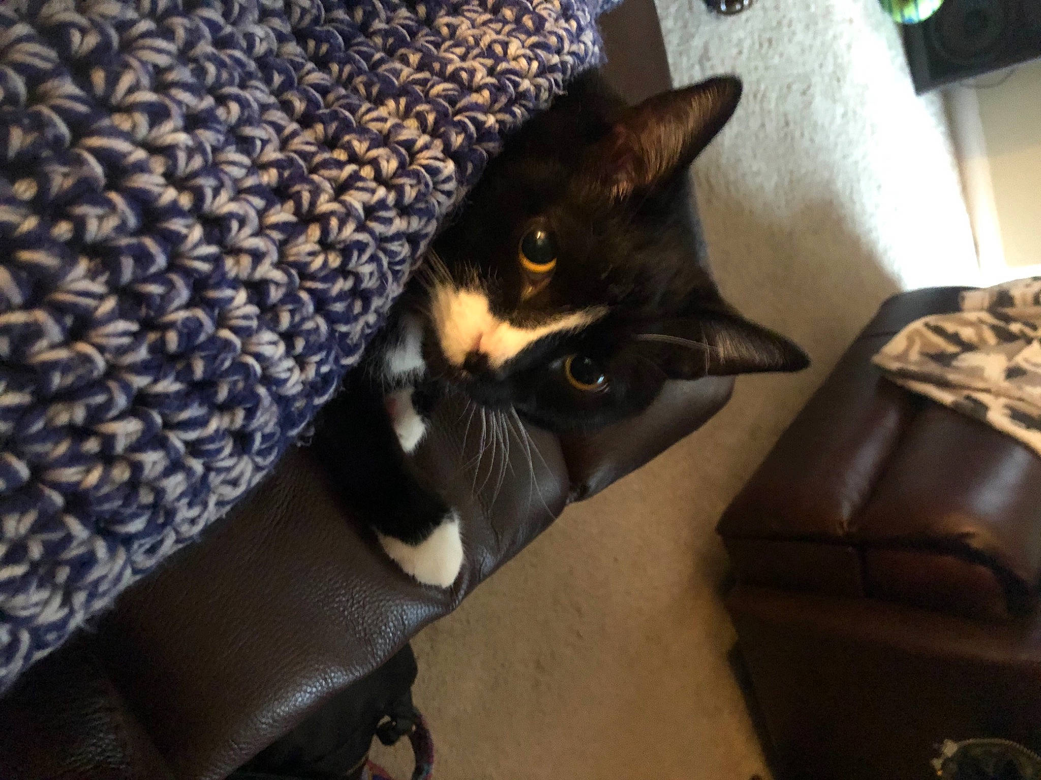 Duke Ellington joined the competition — help win amazing prizes! baggage, carnivore, cat, domestic_short_haired_cat, felidae, fur, home_accessories, leather, small_to_medium_sized_cats, snout, whiskers