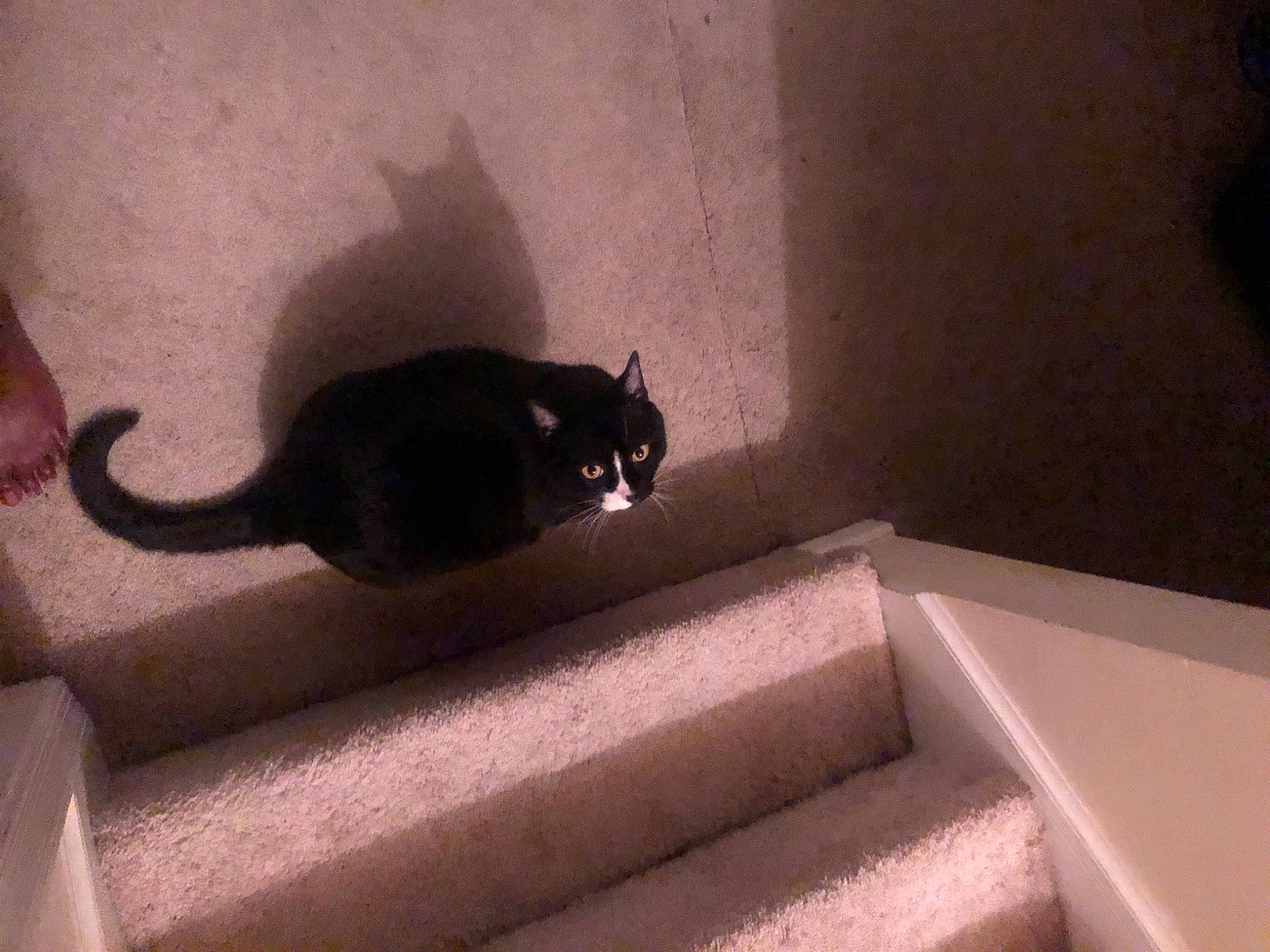 Duke Ellington is registered to the contest to win money with this photo: black_cat, carnivore, cat, felidae, shadow, small_to_medium_sized_cats, stairs, tail, vertebrate, whiskers