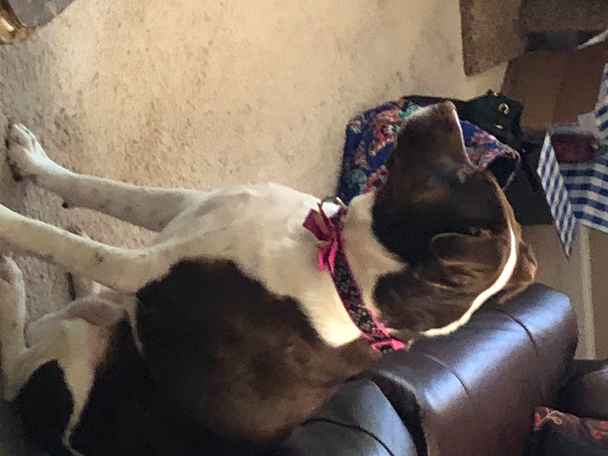 Sophie Grace joined the competition — help win amazing prizes! canidae, carnivore, collar, comfort, companion_dog, dog, dog_breed, dog_collar, fawn, flag, liver, pet_supply, shipping_box, snout, sporting_group, tail, terrestrial_animal, vertebrate, whiskers, working_animal