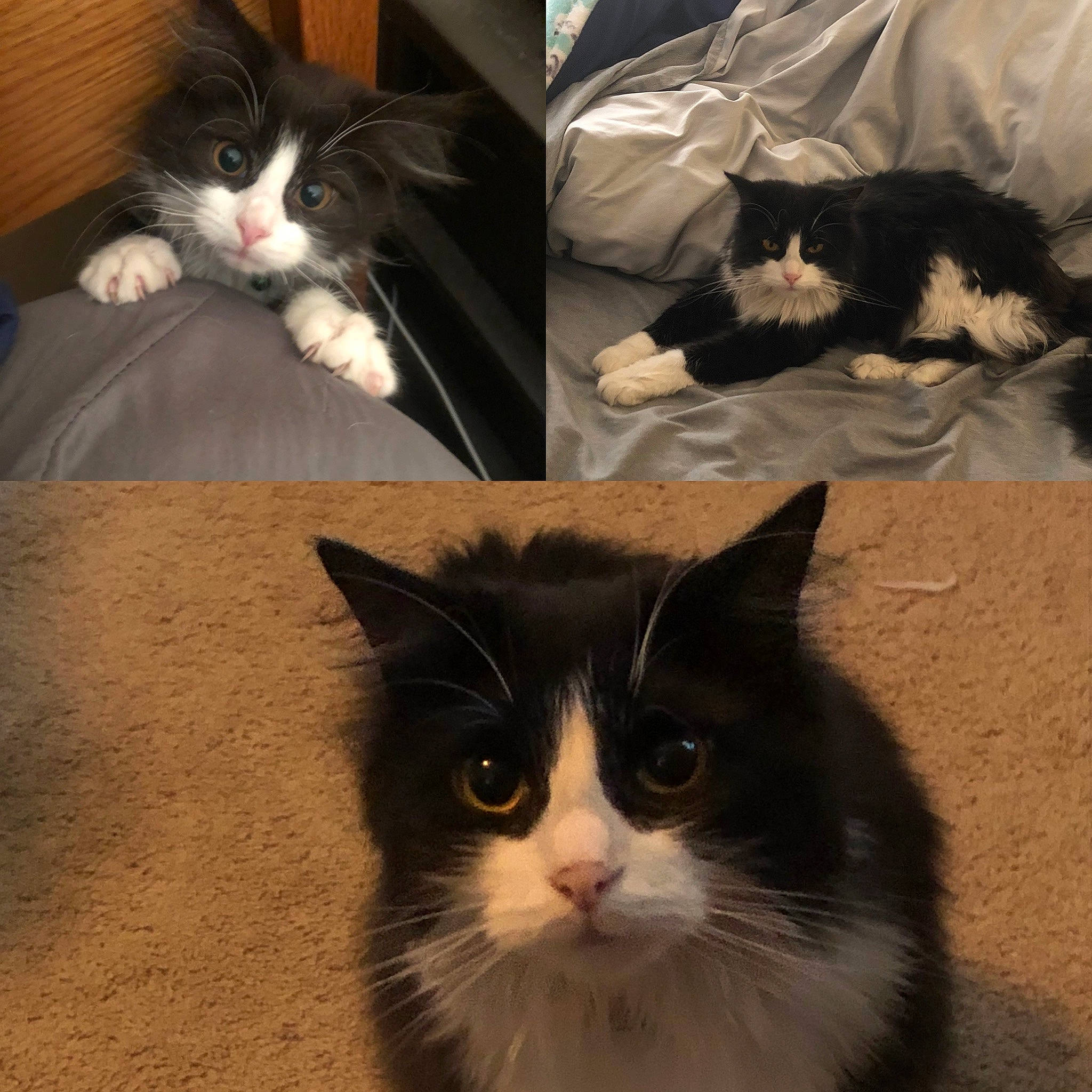 Lily Mae is registered to the contest to win money with this photo: carnivore, cat, felidae, fur, iris, mammal, organism, small_to_medium_sized_cats, snout, tail, vertebrate, whiskers